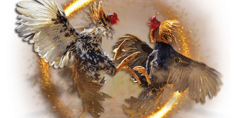 AI phân tích phong độ, tỉ lệ thắng – thua rõ ràng.