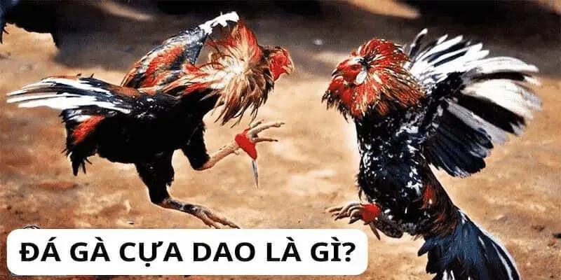 Đá Gà Trực Tiếp Cựa Dao