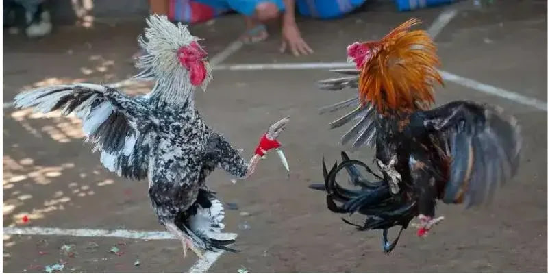 Stream 4K mượt mà từ các trường gà quốc tế!